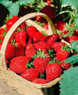 Căpșunile organice ar fi generat mai multe focare de hepatită A în SUA și Canada